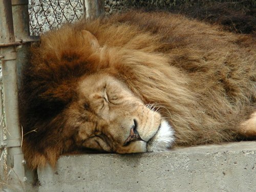 sleepylion.jpg